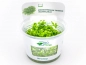 Preview: Tweedies Perlenkraut - Micranthemum tweediei 'Montecarlo' in vitro